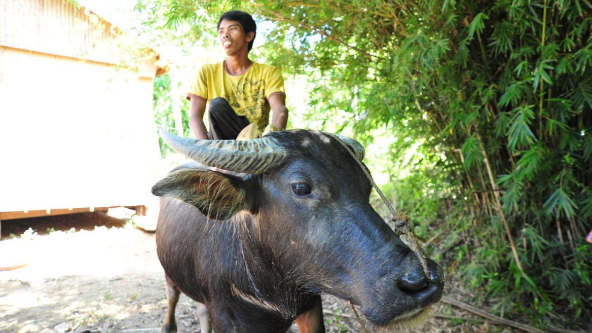 Roldan sitzt auf dem Rücken eines Büffels
