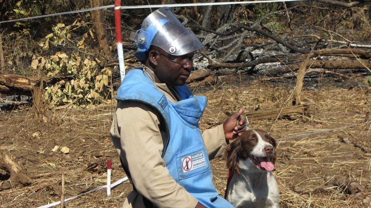 Ein Minenräumer von Handicap International mit seinem Minenhund bei der Arbeit.