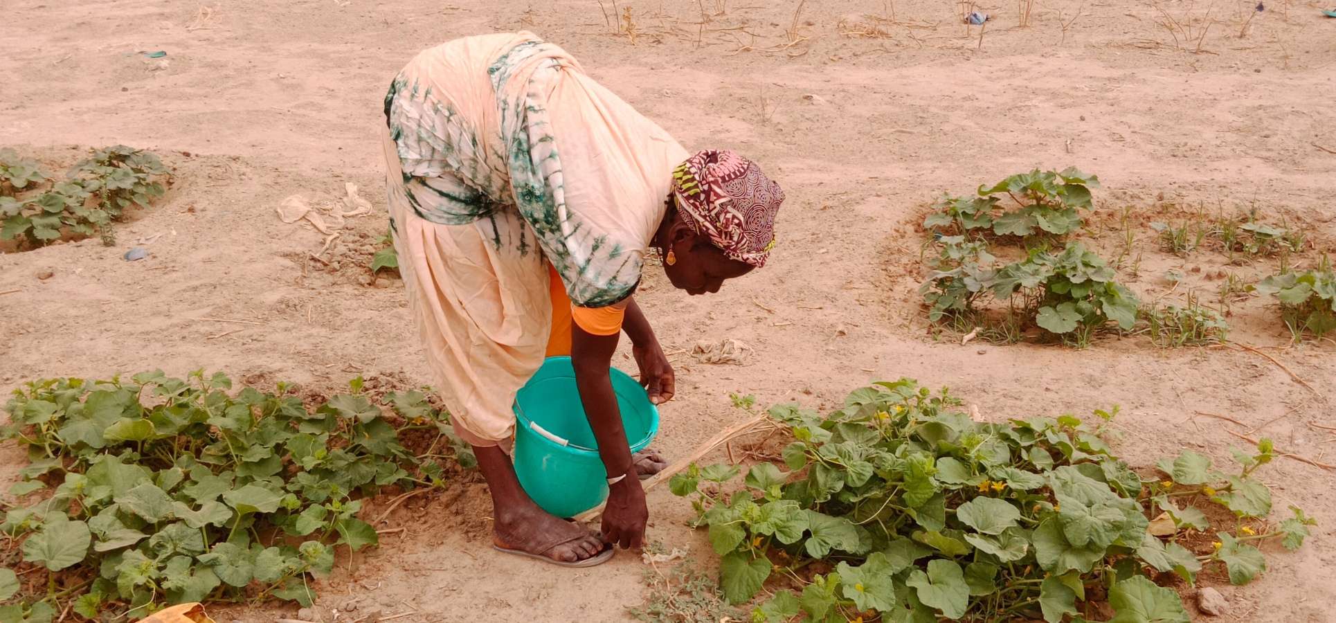 In Mali: Eine Frau bückt sich über ihre Pflanzen. Sie steht auf einem trockenen Feld, an einigen Stellen blühen dennoch grüne Pflanzen.