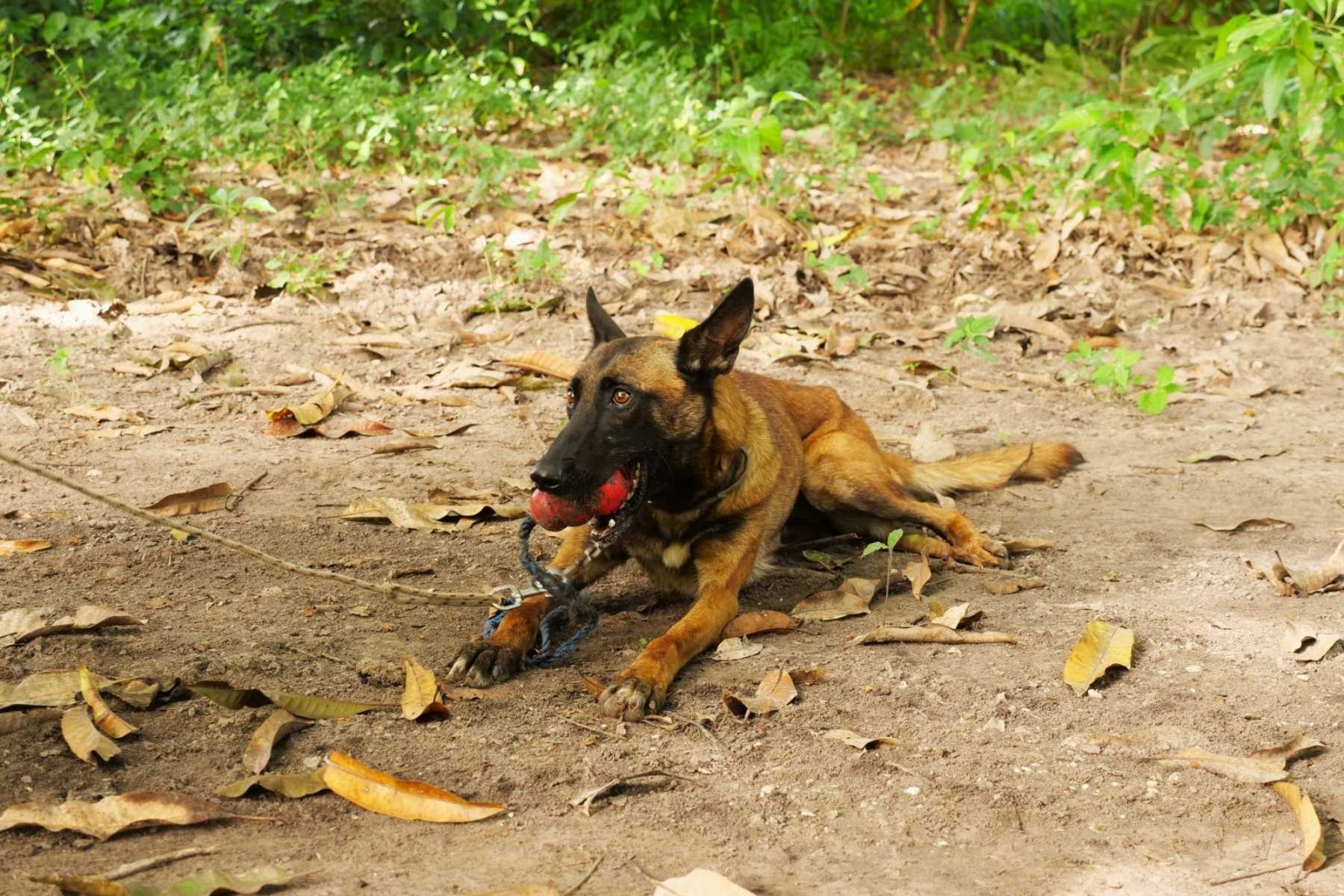 Entminungshund Fisti liegt am Boden und hat ein Spielzeug im Maul.