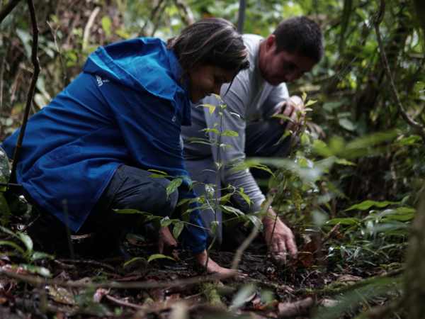 Zwei Mitarbeitende von HI knien auf dem Waldboden und pflanzen einen Baum in die Erde. Um sie herum wachsen viele grüne Pflanzen.