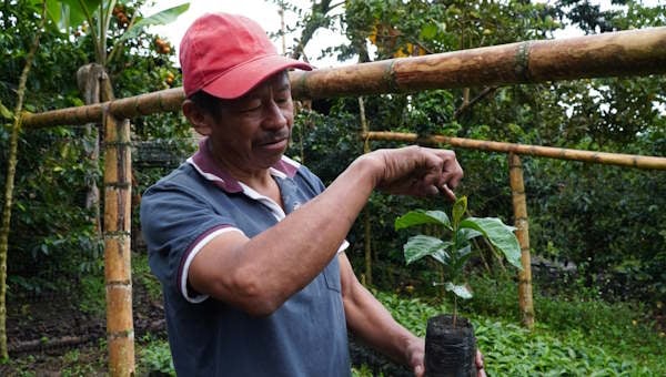 Ein kolumbianischer Bauer betrachtet eine junge Kaffeepflanze